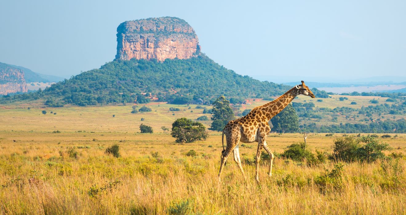 Giraffe