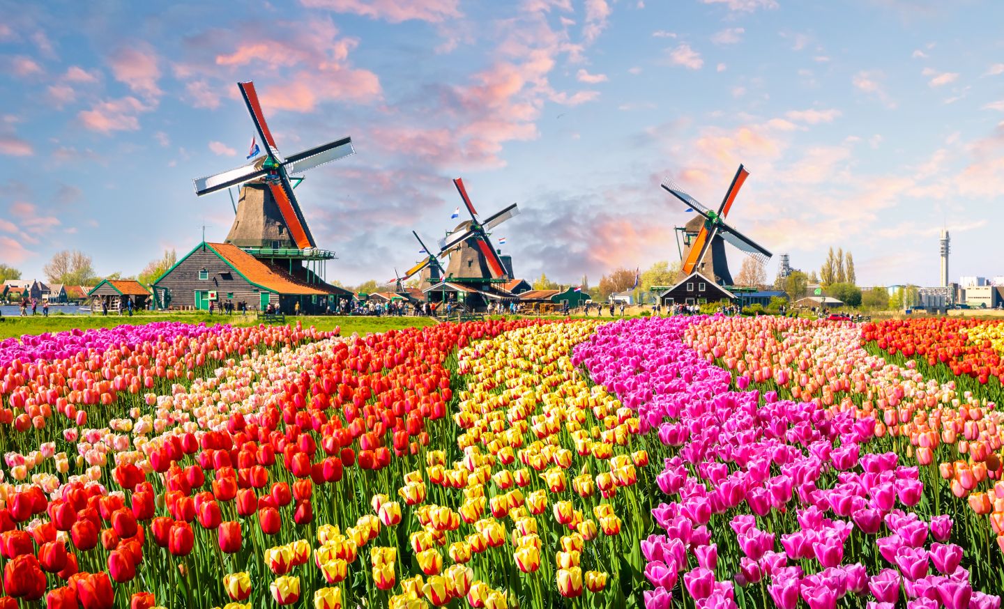 Windm&uuml;hlen & Tulpen
