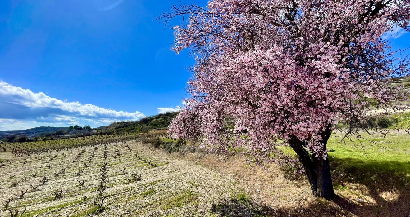 Mandelbl&uuml;te Zypern