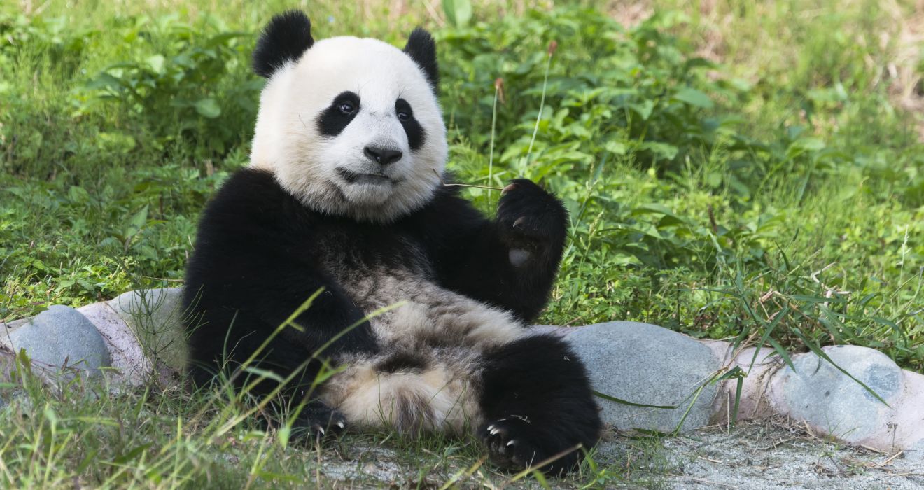Pandab&auml;r