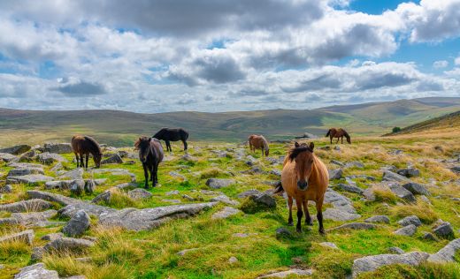Dartmoor Wildpferde