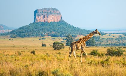 Giraffe